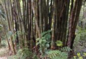 Land For Sale In Matale