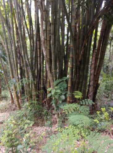 Land For Sale In Matale