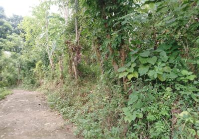 Land For Sale In Polgahawela