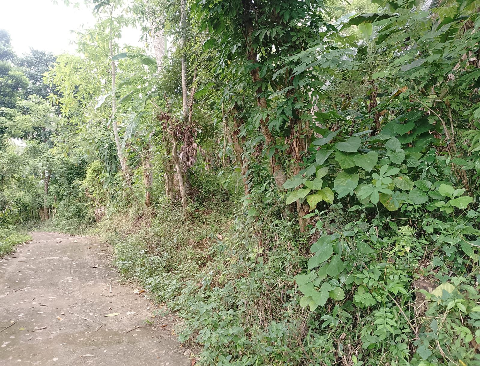 Land For Sale In Polgahawela