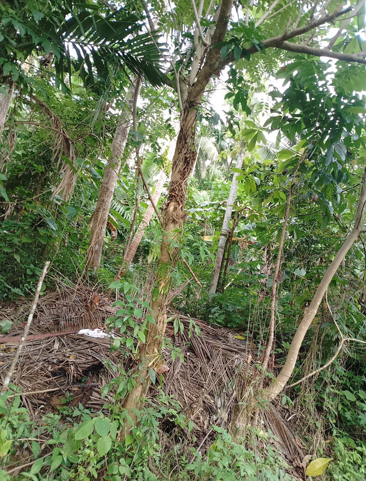 Land For Sale In Polgahawela