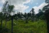 බන්ඩාරගම පදින්චියටත් ආයෝජනයටත් හොදම පොල් ඉඩමක්..