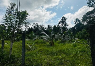 බන්ඩාරගම පදින්චියටත් ආයෝජනයටත් හොදම පොල් ඉඩමක්..