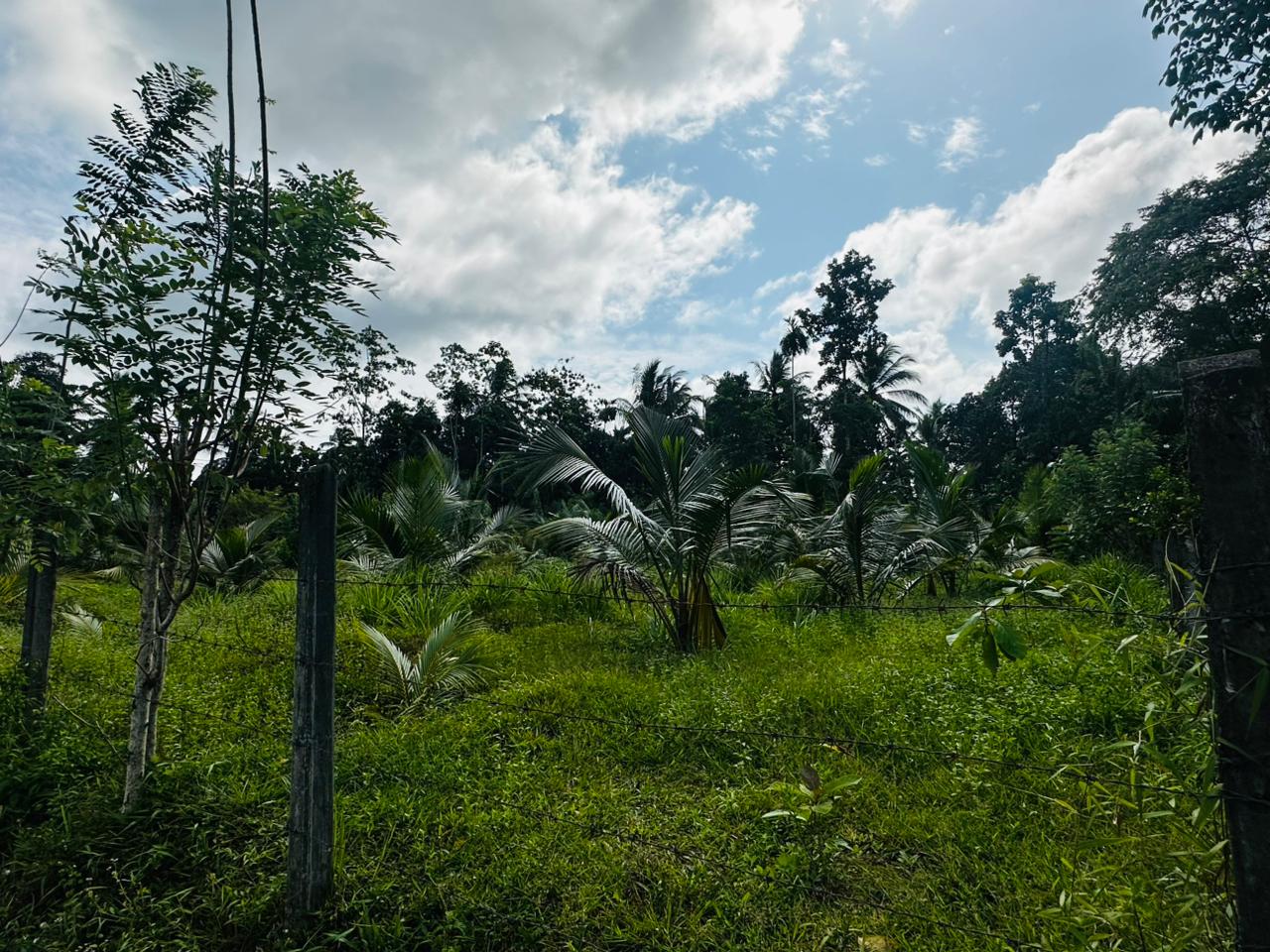 බන්ඩාරගම පදින්චියටත් ආයෝජනයටත් හොදම පොල් ඉඩමක්..