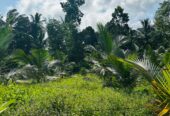 බන්ඩාරගම පදින්චියටත් ආයෝජනයටත් හොදම පොල් ඉඩමක්..