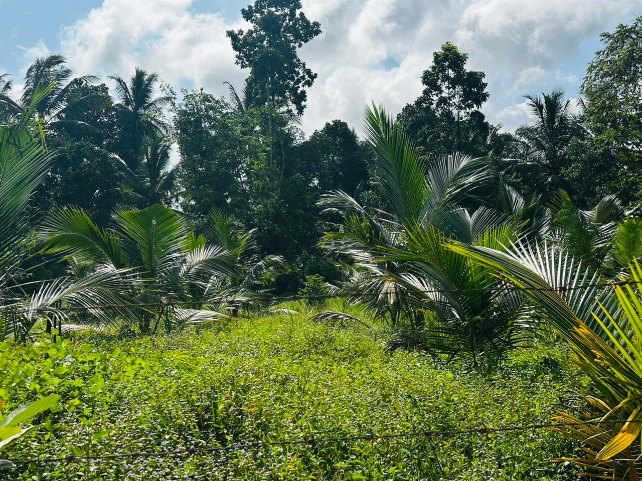 බන්ඩාරගම පදින්චියටත් ආයෝජනයටත් හොදම පොල් ඉඩමක්..