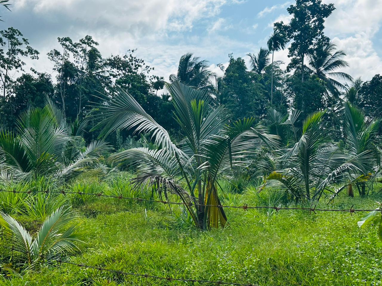 බන්ඩාරගම පදින්චියටත් ආයෝජනයටත් හොදම පොල් ඉඩමක්..