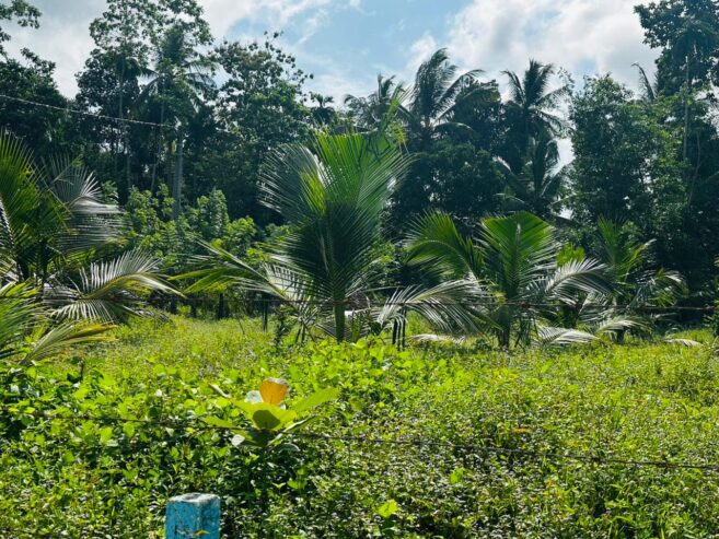 බන්ඩාරගම පදින්චියටත් ආයෝජනයටත් හොදම පොල් ඉඩමක්..