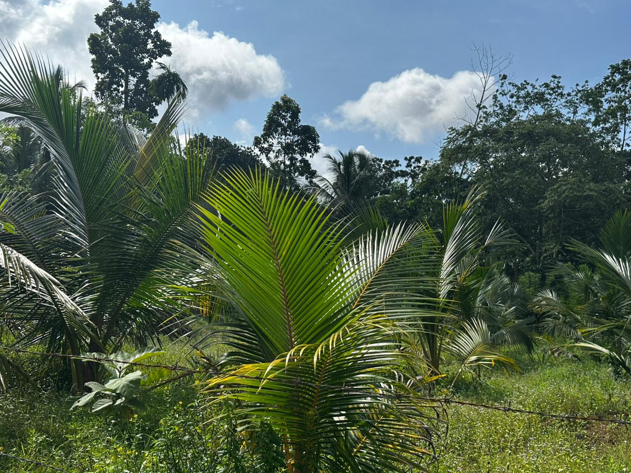 බන්ඩාරගම පදින්චියටත් ආයෝජනයටත් හොදම පොල් ඉඩමක්..
