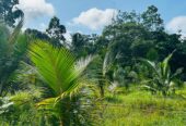 බන්ඩාරගම පදින්චියටත් ආයෝජනයටත් හොදම පොල් ඉඩමක්..