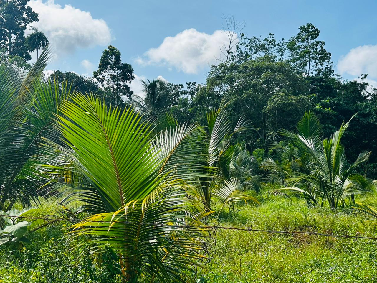 බන්ඩාරගම පදින්චියටත් ආයෝජනයටත් හොදම පොල් ඉඩමක්..
