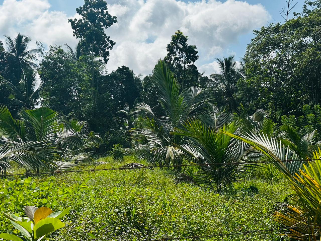 බන්ඩාරගම පදින්චියටත් ආයෝජනයටත් හොදම පොල් ඉඩමක්..