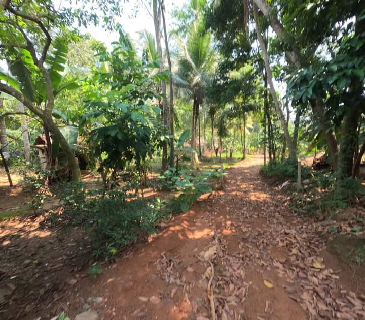 Land for Sale Nittabuwa