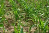 Land for Sale – Mahaoya
