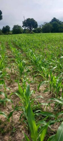 Land for Sale – Mahaoya