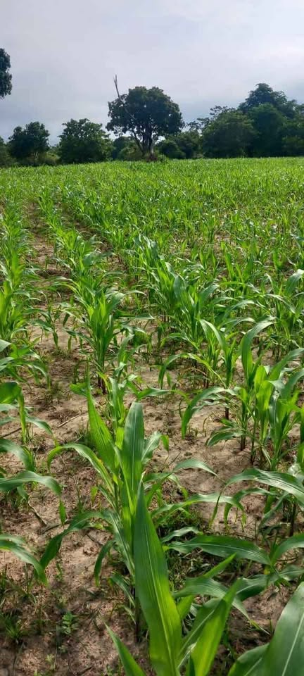 Land for Sale – Mahaoya