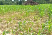 Land for Sale – Mahaoya