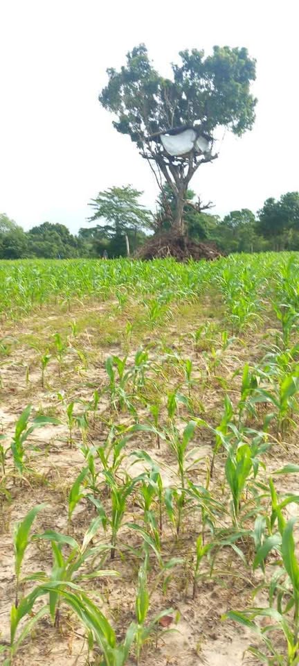 Land for Sale – Mahaoya