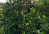 Land for Sale – Mahaoya