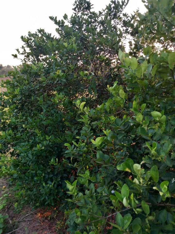 Land for Sale – Mahaoya