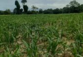 Land for Sale – Mahaoya