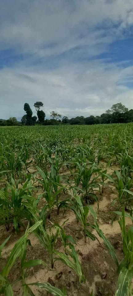 Land for Sale – Mahaoya