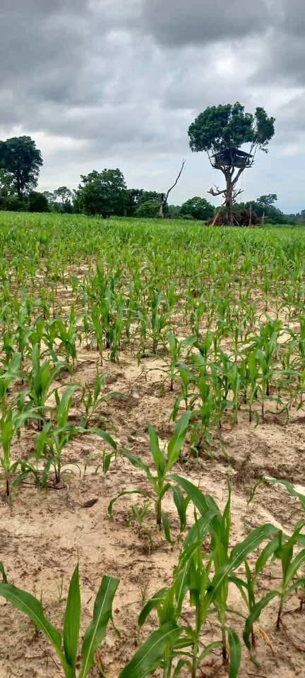 Land for Sale – Mahaoya