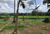 Facing Paddy Field Land for Sale in Udugampola