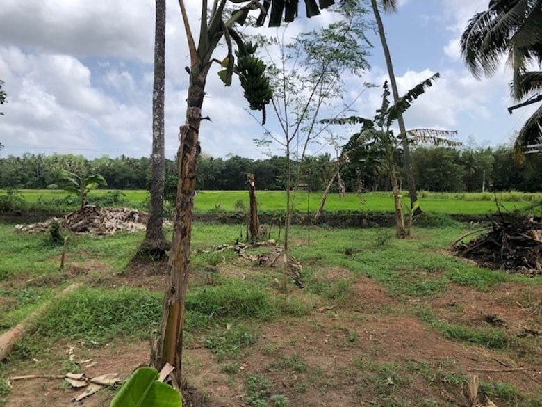 Facing Paddy Field Land for Sale in Udugampola