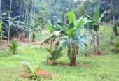 Commercial Land for Sale in Pinnawala