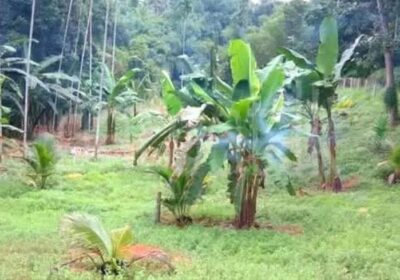 Commercial Land for Sale in Pinnawala