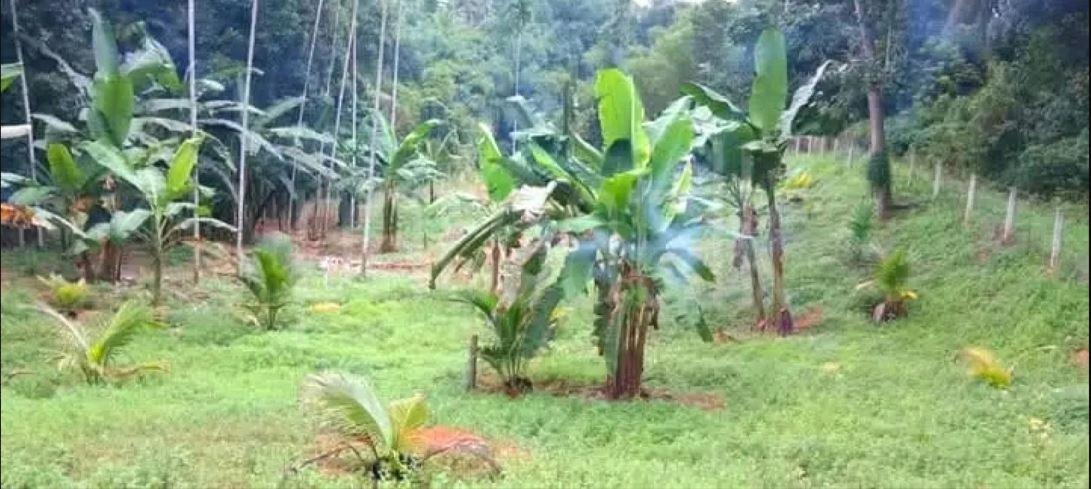 Commercial Land for Sale in Pinnawala