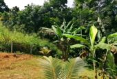 Commercial Land for Sale in Pinnawala