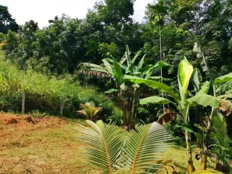 Commercial Land for Sale in Pinnawala