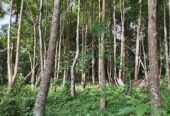 “Land for sale in galle (With Agarwood plantation,1.5km to Southern Expressway)”