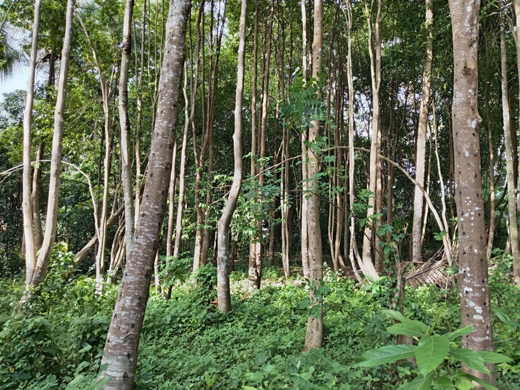 “Land for sale in galle (With Agarwood plantation,1.5km to Southern Expressway)”