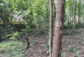 “Land for sale in galle (With Agarwood plantation,1.5km to Southern Expressway)”
