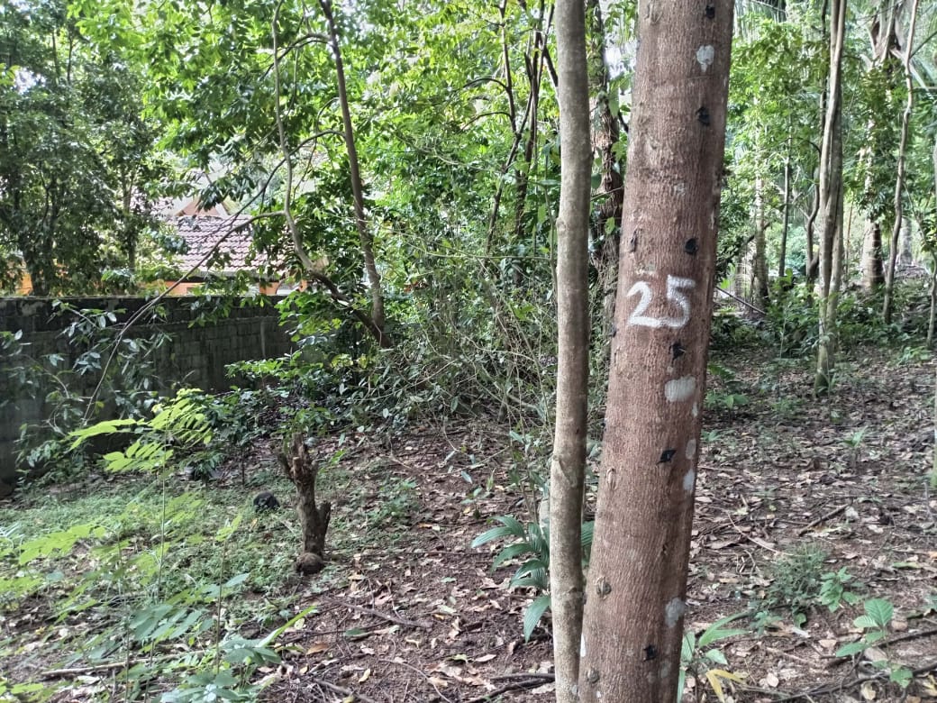 “Land for sale in galle (With Agarwood plantation,1.5km to Southern Expressway)”