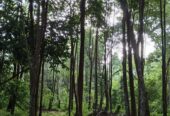 “Land for sale in galle (With Agarwood plantation,1.5km to Southern Expressway)”