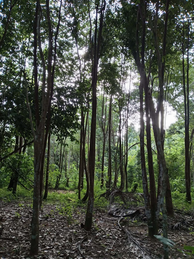 “Land for sale in galle (With Agarwood plantation,1.5km to Southern Expressway)”