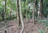 “Land for sale in galle (With Agarwood plantation,1.5km to Southern Expressway)”