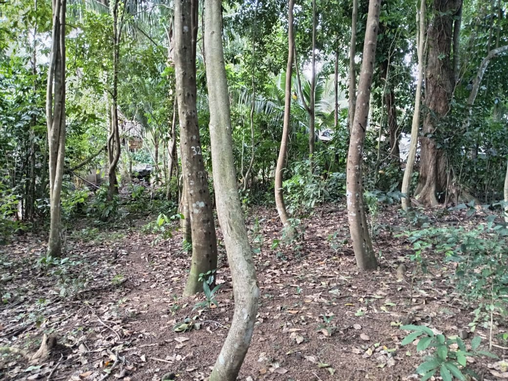 “Land for sale in galle (With Agarwood plantation,1.5km to Southern Expressway)”