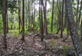 “Land for sale in galle (With Agarwood plantation,1.5km to Southern Expressway)”