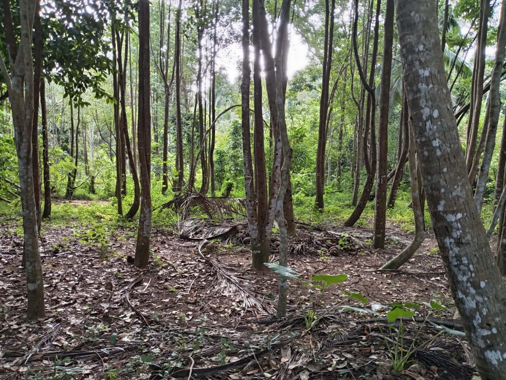 “Land for sale in galle (With Agarwood plantation,1.5km to Southern Expressway)”