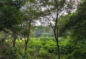 “Land for sale in galle (With Agarwood plantation,1.5km to Southern Expressway)”