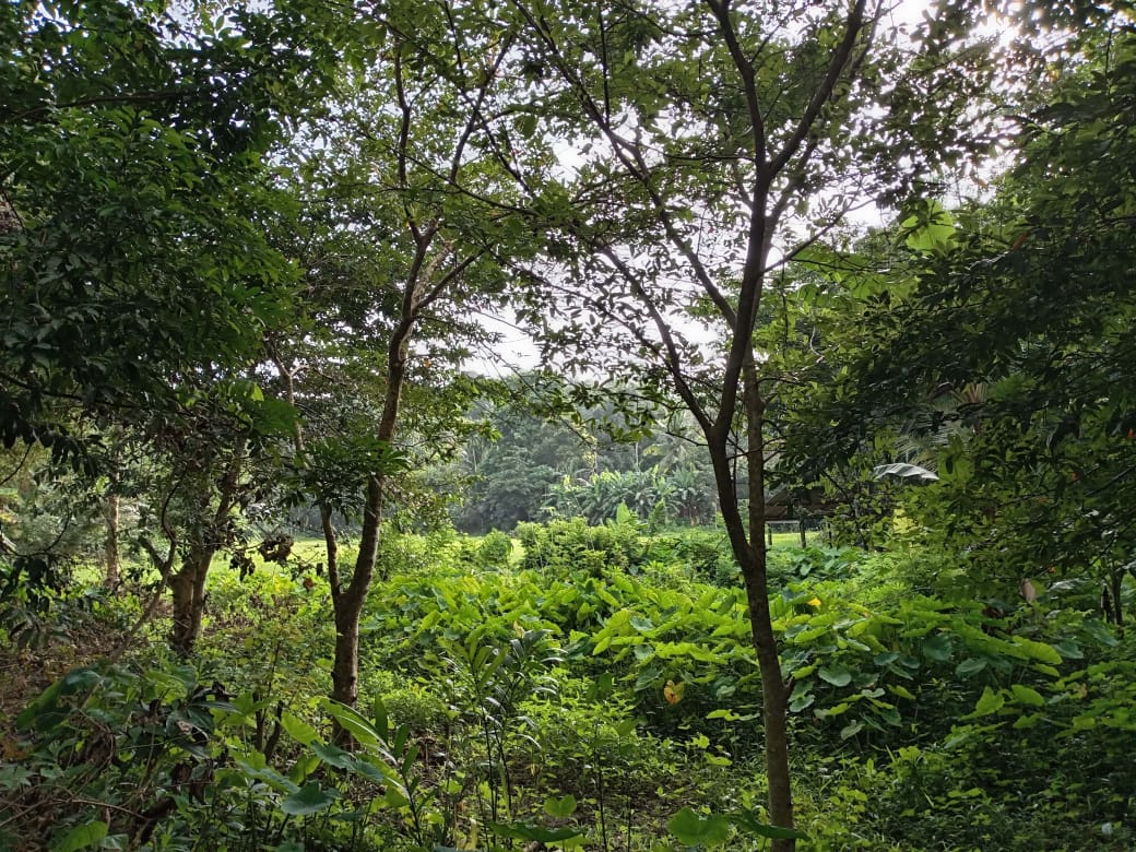 “Land for sale in galle (With Agarwood plantation,1.5km to Southern Expressway)”