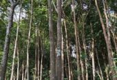 “Land for sale in galle (With Agarwood plantation,1.5km to Southern Expressway)”