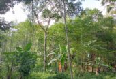“Land for sale in galle (With Agarwood plantation,1.5km to Southern Expressway)”