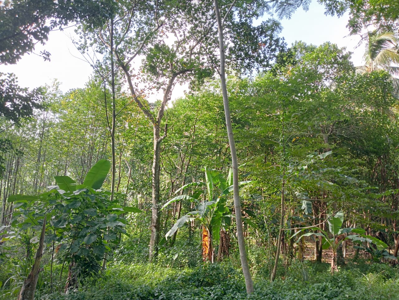 “Land for sale in galle (With Agarwood plantation,1.5km to Southern Expressway)”