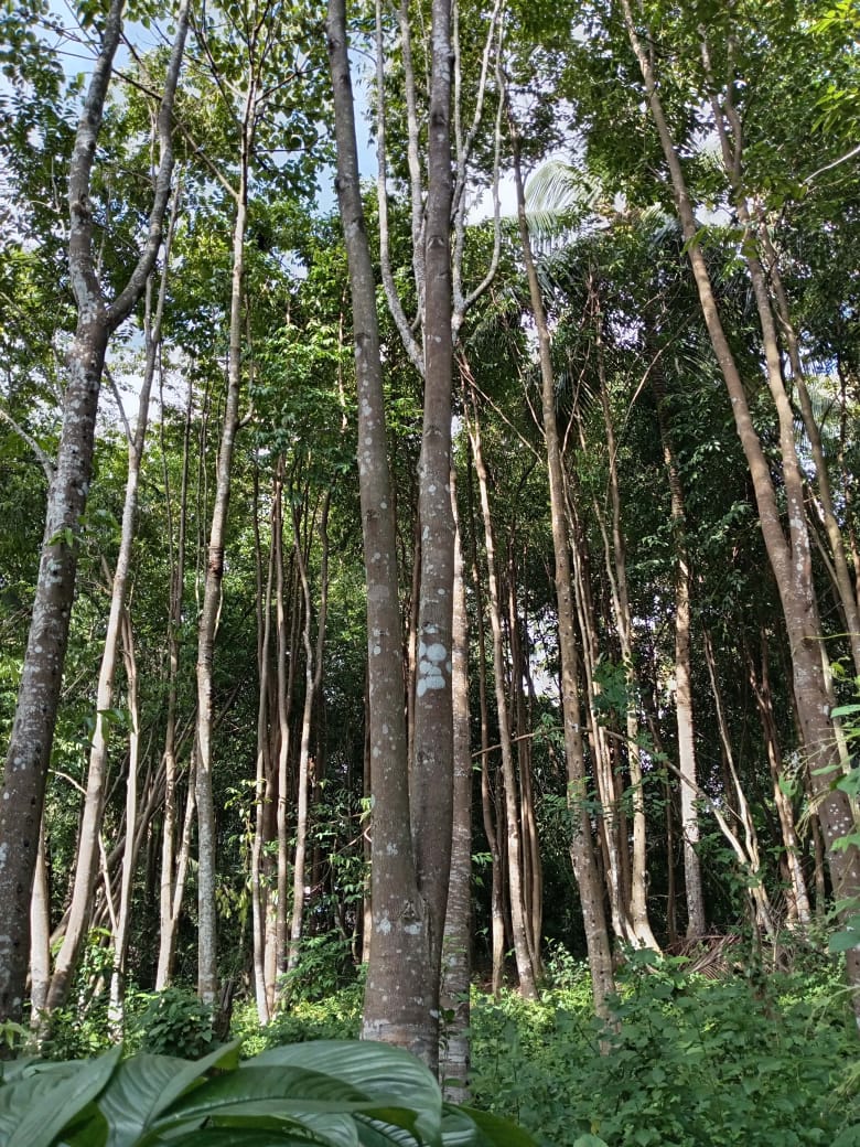 “Land for sale in galle (With Agarwood plantation,1.5km to Southern Expressway)”